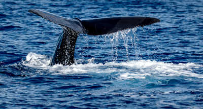 كَنْزٌ فِي بَطْنِ حُوتٍ فِي اليَمَنِ